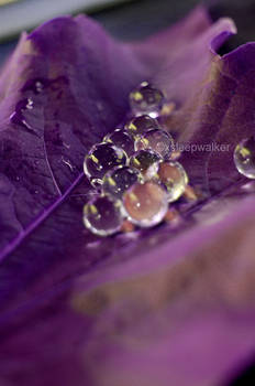 Purple bubbles