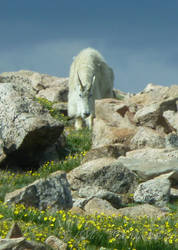 Mountain Goats at Mt. Evans 7/10/13 (2)