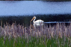 American White Pelican on Manitou Lake, Rocky Mtns