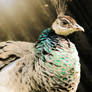 Peahen