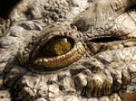 Crocodile Eye by Jaavii