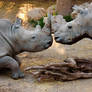 Rhinos Kiss