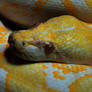 Albino Python