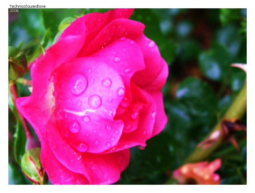 Way too Pink by technicoloredlove on DeviantArt