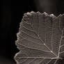 Grape leaf