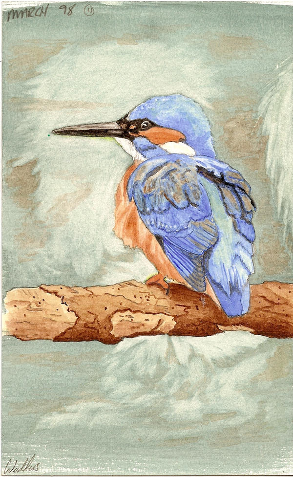 Kingfisher