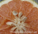 GRAPEFRUIT by mghino