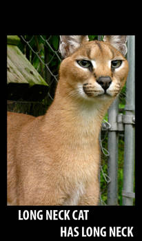 LOL Caracal