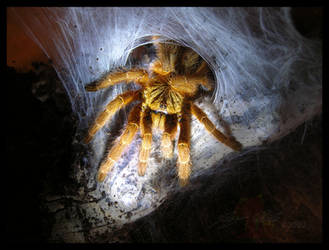 Halloween Spider