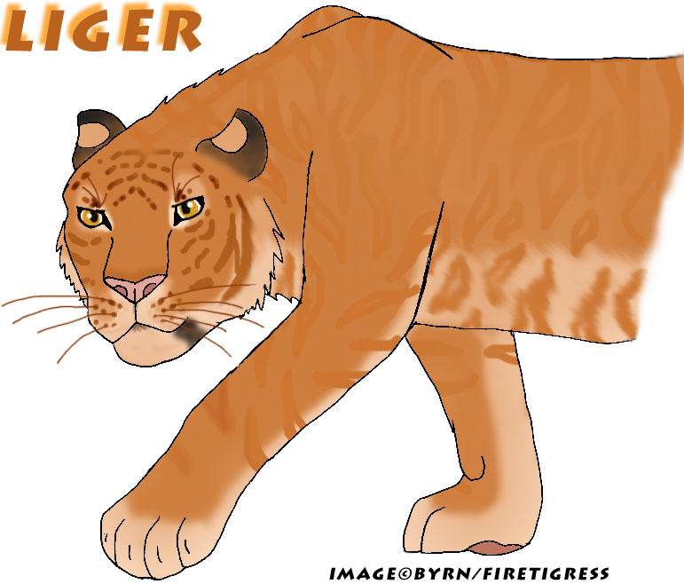 Liger Minecraft Liger Liger by TheFireTigress on DeviantArt