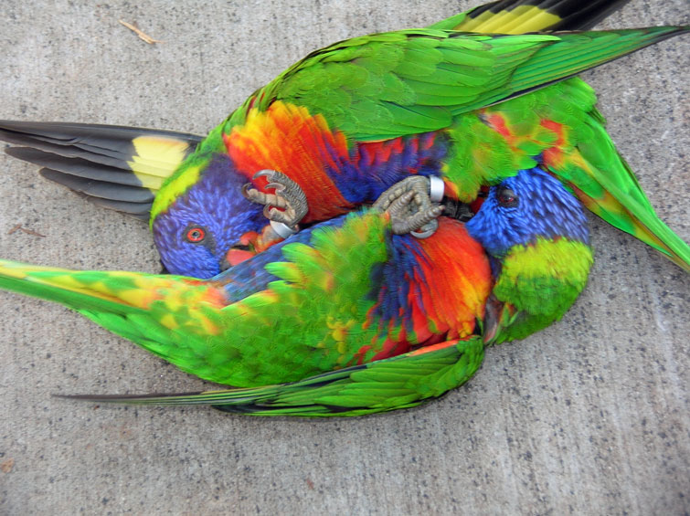 Bird Wrestling