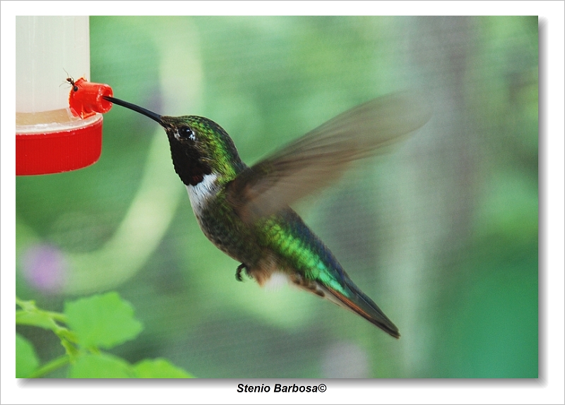 Hummingbird