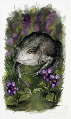 A Toad bewitched by Violets