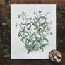 Gift | Forget me not