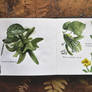 Nature Studies | Leaves and legumes