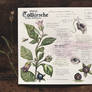Nature Journal | Atropa belladonna