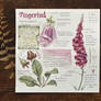 Nature Journal | Digitalis purpurea (Foxglove)