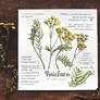Nature Journal | Tanacetum vulgaris