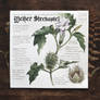 Nature Journal | Datura stramonium