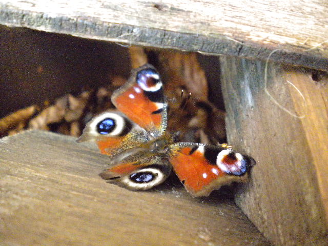 Peacock Butterfly 2