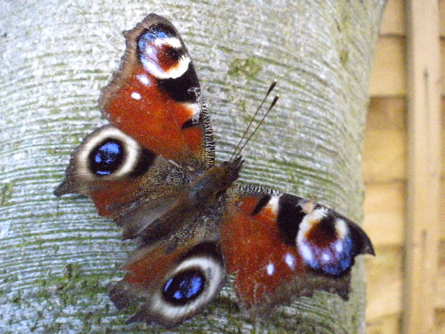 Peacock Butterfly 5