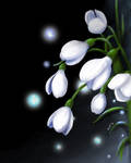 Snowdrop flowers by lydia-san