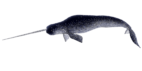 Hugenarwhal