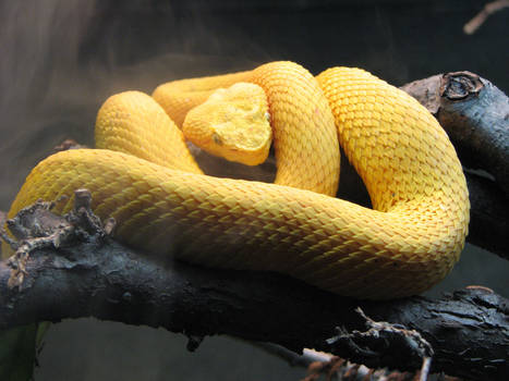 Venomous Yellow