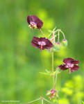 Field flowers by siscanin