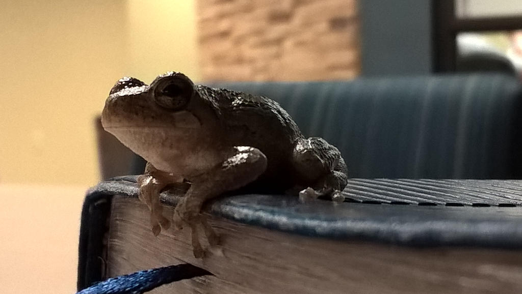 Tree Frog Oc Tree Frog by A-Messenger on DeviantArt
