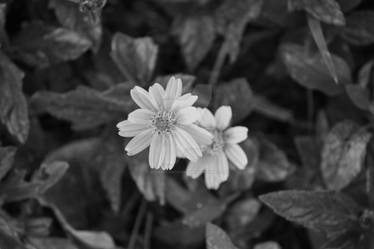 Blk and White Daisy