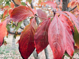 Fall Dogwood Tree