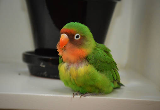 Fluffy Parrot