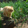 Murka's Inspection Of Spring Onions And Garlic.