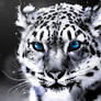 SnowLeopard- TrainingRetouch 1