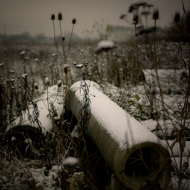 Friche hivernale