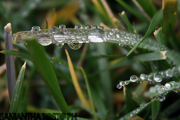 Dewdrop