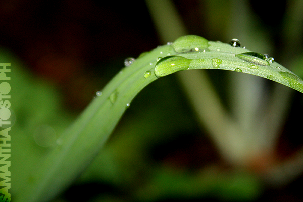 DewDrops