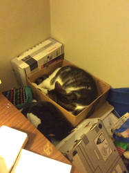 Boots sleeping in his box
