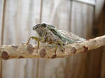 Army Cicada 41 by Molliemon