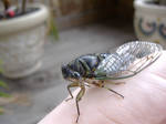Army Cicada 61 by Molliemon