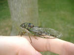 Army Cicada 69 by Molliemon