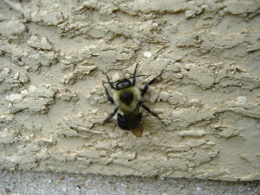 Wall Less Bee Wall Bee by Molliemon on DeviantArt