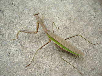 Mantis Fullview