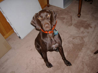 Cocoa in Hunting Collar