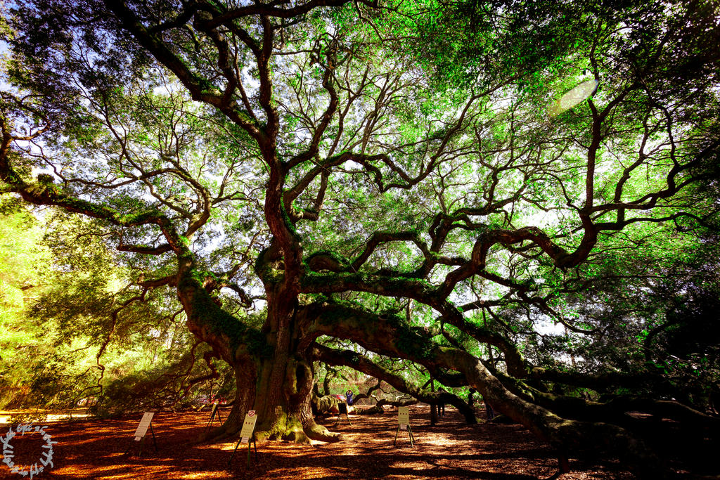 Anghedo Tree The Angel Tree by magicfirefly on DeviantArt