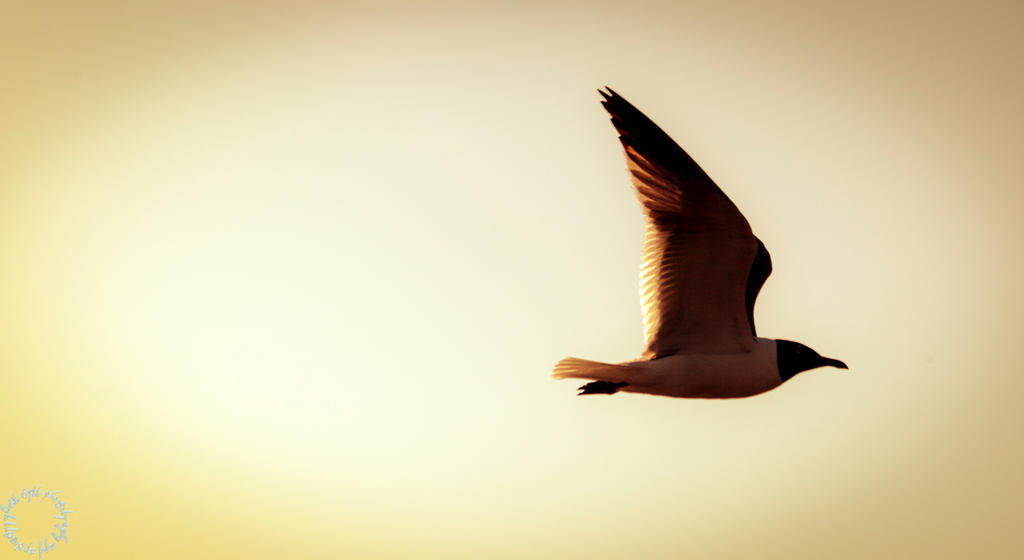 Deviantart Mailbird The Mail by magicfirefly on DeviantArt