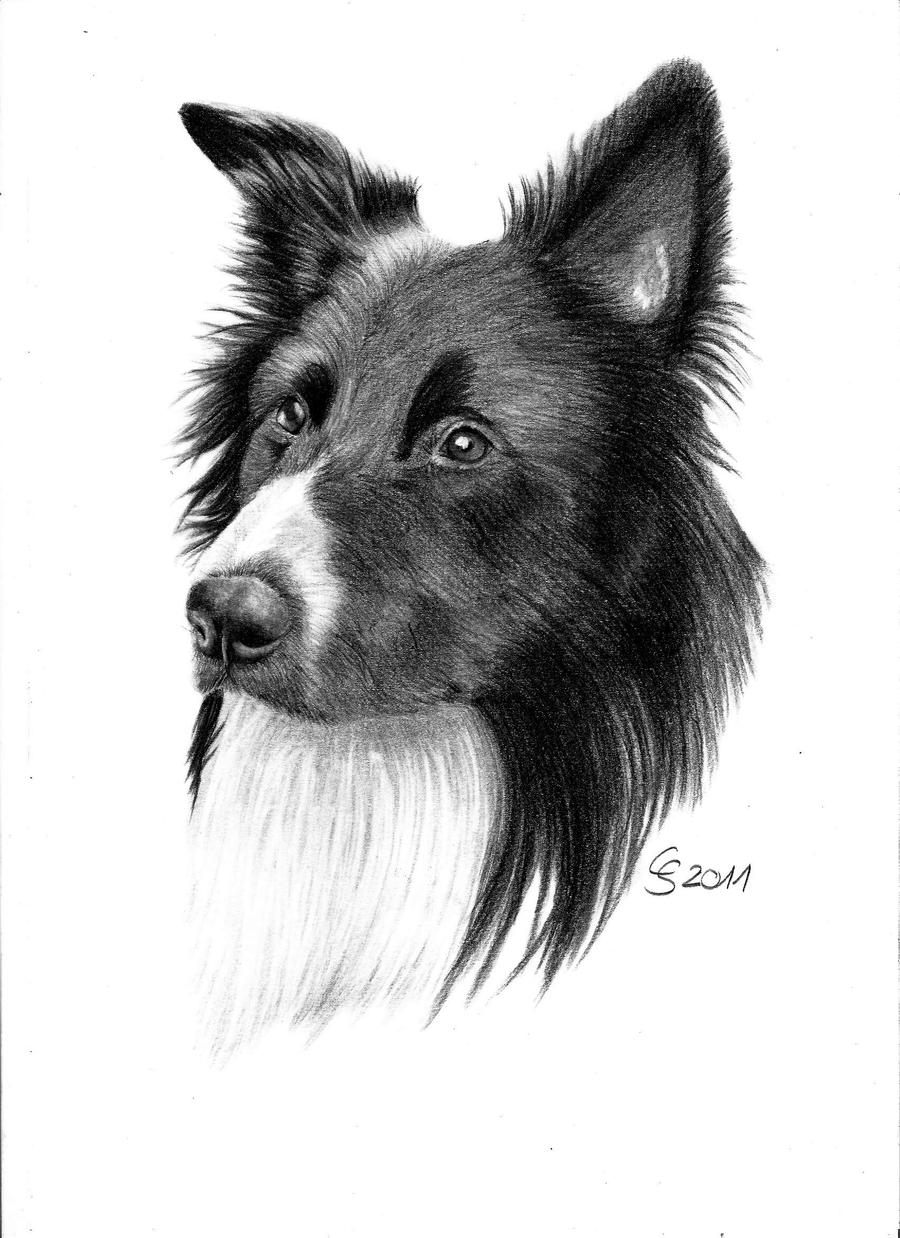 border collie 1