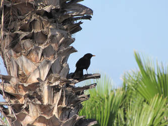 Bird in tree