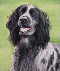 Springer Spaniel